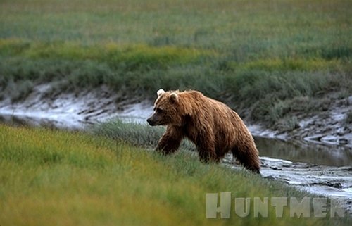 Photo of Самый большой медведь в мире