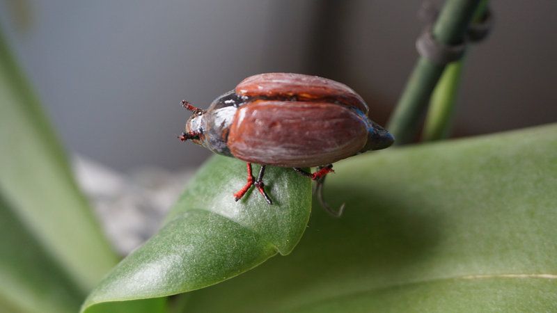 Photo of Уловистый воблер «Майский жук»